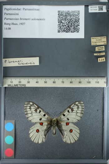 Media type: image;   Entomology 174284